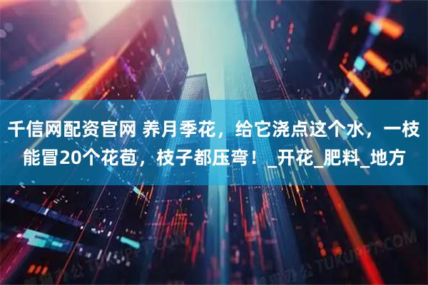 千信网配资官网 养月季花，给它浇点这个水，一枝能冒20个花苞，枝子都压弯！_开花_肥料_地方